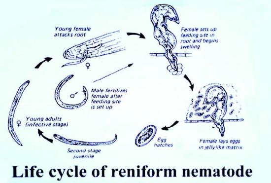 reniform nematode life cycle