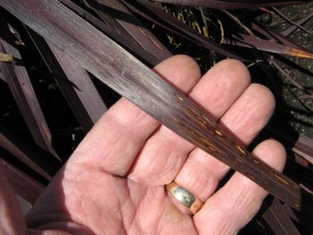 Tjosvold NZ flax