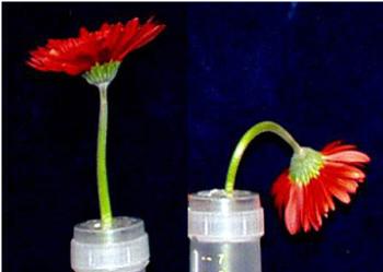 Stem failure in gerbera seems to be the result of both mechanical weakness and excessive water loss in the sensitive region of the stem. Photo M. Reid