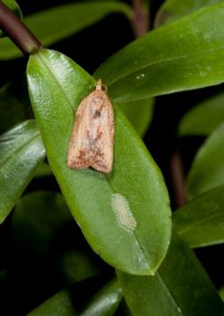 Fig. 1. Light brown apple moth female adult and egg mass. Photo by S. Tjosvold