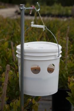 Fig. 3. Bucket trap containing attractant bait containing terpinyl acetate (a “fruity” food additive) and brown sugar solution that attracts and traps