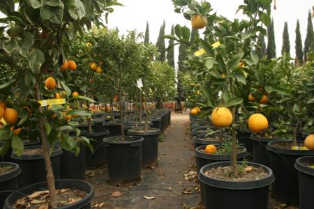 ACP Citrus fig 2