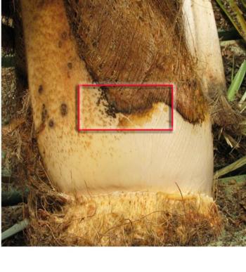 Fig. 1. Palm frond with canker caused by Phytophthora palmivora. Ideal isolation area of advancing disease margin is shown inside red box.  D. Mathews