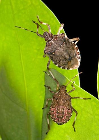 Fig. 1. Brown marmorated stink bug adult (top) and fifth instar nymph (bottom). Photo by Stephen Ausmus: USDA-ARS.