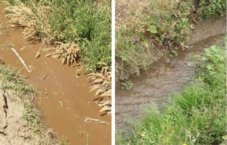 Fig.1. Runoff from overhead sprinkler water treated with 5 ppm PAM (right) and untreated runoff (left). Photos by Michael Cahn.