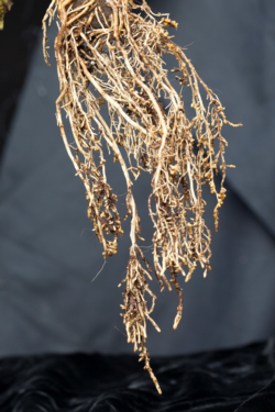 Poinsettia root galls fig1
