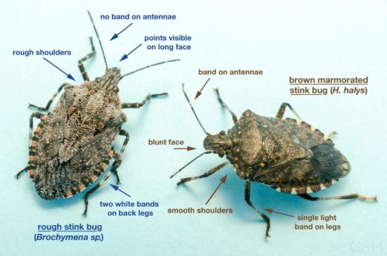 BMSB vs rough stink bug