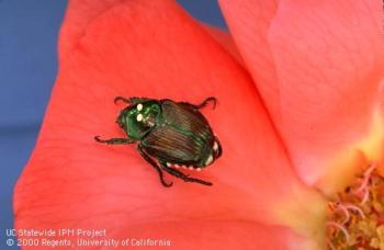 Fig. 1. Japanese beetle adult, Popillia japonica Newman, on a rose flower. Photo by Jack Kelly Clark.