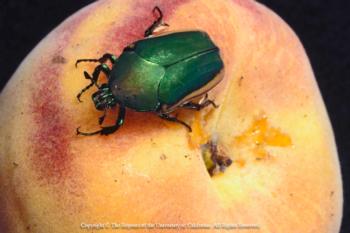 Fig. 2. Common green fruit beetle (also known as green June beetle or fig beetle), Cotinus mutabilis (Gory & Percheron). Photo by Jack Kelly Clark.