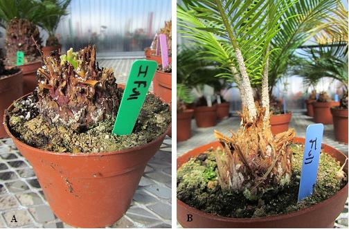 Figure 1. Sago palm bulbs (A) and potted sago palm plant (B) infested with cycad scale insects.
