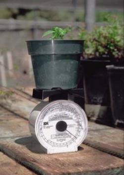 Fig. 1. Plant water use in container nurseries can be measured directly using a scale. Photo: J. K. Clark.