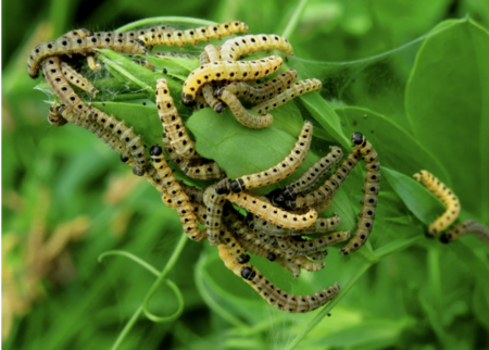 Fig. 2. Aggregation of euonymus caterpillar larvae. Photo: John Sharpe, Town of Lewiston, NY.