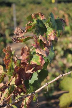 Fig. 1. Pierce’s disease, like most other Xylella diseases, is characterized by progressive leaf scorch symptoms and defoliation. Photo: M. Daugherty.