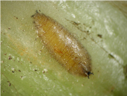 Fig. 2. Daylily leafminer pupa, which has pupated in the mine in the leaf. Photo: Gaye Williams.