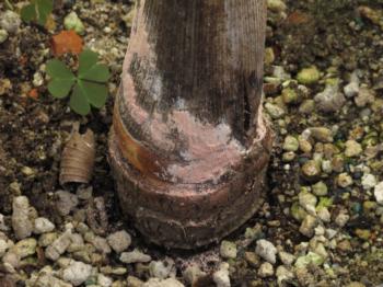 Fig. 2. Pink rot disease on a king palm trunk. Photo: Jim Downer.