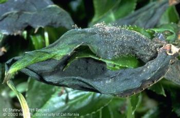Fig. 1.  Gray mold on New Guinea impatiens, Impatiens wallerana. Photo: Jack Kelly Clark.