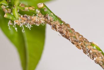 Asian citrus psyllid nymphs and waxy tubules on lemon. Photo: Mike Lewis, UC Riverside.