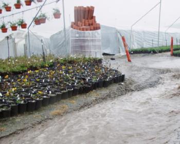 Fig. 3. Nursery growers need to prepare now for potential flooding conditions that climatologists predict will occur in the upcoming months during win