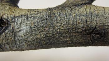 Fig. 2.  Fruiting bodies of Botryosphaeria spp. on Ficus microcarpa. Fruiting bodies are only found on dead branches and may not be easily seen. Photo