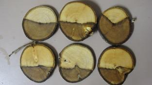 Fig. 4.  Discolored wood of Ficus microcarpa infected with Botryosphaeria spp. Photo: A J Downer.