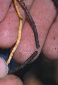 Fig. 2. Roots infected with Phytophthora (right) as compared to healthy root (left). Photo:  J.K. Clark.