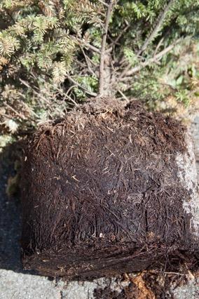 Fig. 3.  Root ball of the fir tree shown in fig. 1. Often the roots at the bottom of the nursery pot are first infected. Photo: S. A. Tjosvold.