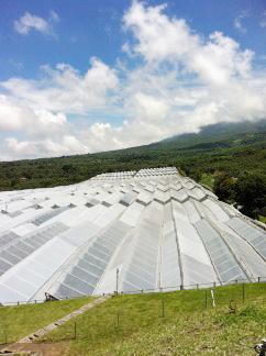 Fig. 2. Fully covered greenhouses with high roofs and the ability to vent hot air from the roof through insect screening. Photo: J. Bethke.