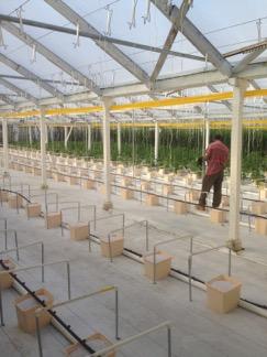 Fig. 4. Crops produced in controlled environment agriculture (CEA), such the greenhouse hydroponic tomatoes shown in this photo, are grown under highl