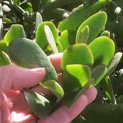 Fig. 1. There are several cultivars available in nurseries that originated from Crassula ovata (jade plant), a native of South Africa. Shown is Crassu