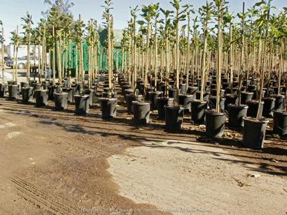 Fig. 1. The irrigation runoff from nursery stock shown in this photo may contain pesticides that were applied to the crop. It is therefore critical th