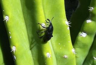 Fig. 2. Adult agave weevil on Mexican fencepost cactus Pachycereus marginatus, a nursery crop that was severely damaged by this insect. Photo: L. Vill