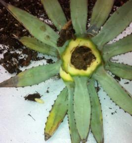 Fig. 3. Potted agave with severe agave weevil damage throughout the growing point. Note the agave weevil pupa to the lower left. Photo: L. Villavicen