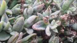 Downey mildew on Aptenia cordefolia