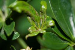 Chilli thrips damage to terminal growth of shefflera. Photo: Lance S. Osborne, University of Florida.