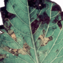 Dahlia leaf with lesions caused by foliar nematodes