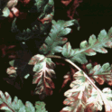 Fern frond damaged by foliar nematodes