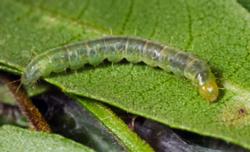 LBAM larva (photo from UC Statewide IPM Program)