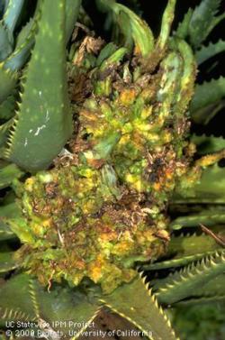 Aloe mite infestation