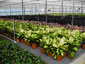 Fig. 1. The Queensland greenhouse and nursery industry is valued at more than 45