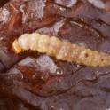 EGVM larva on grape