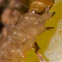 EGVM larva closeup